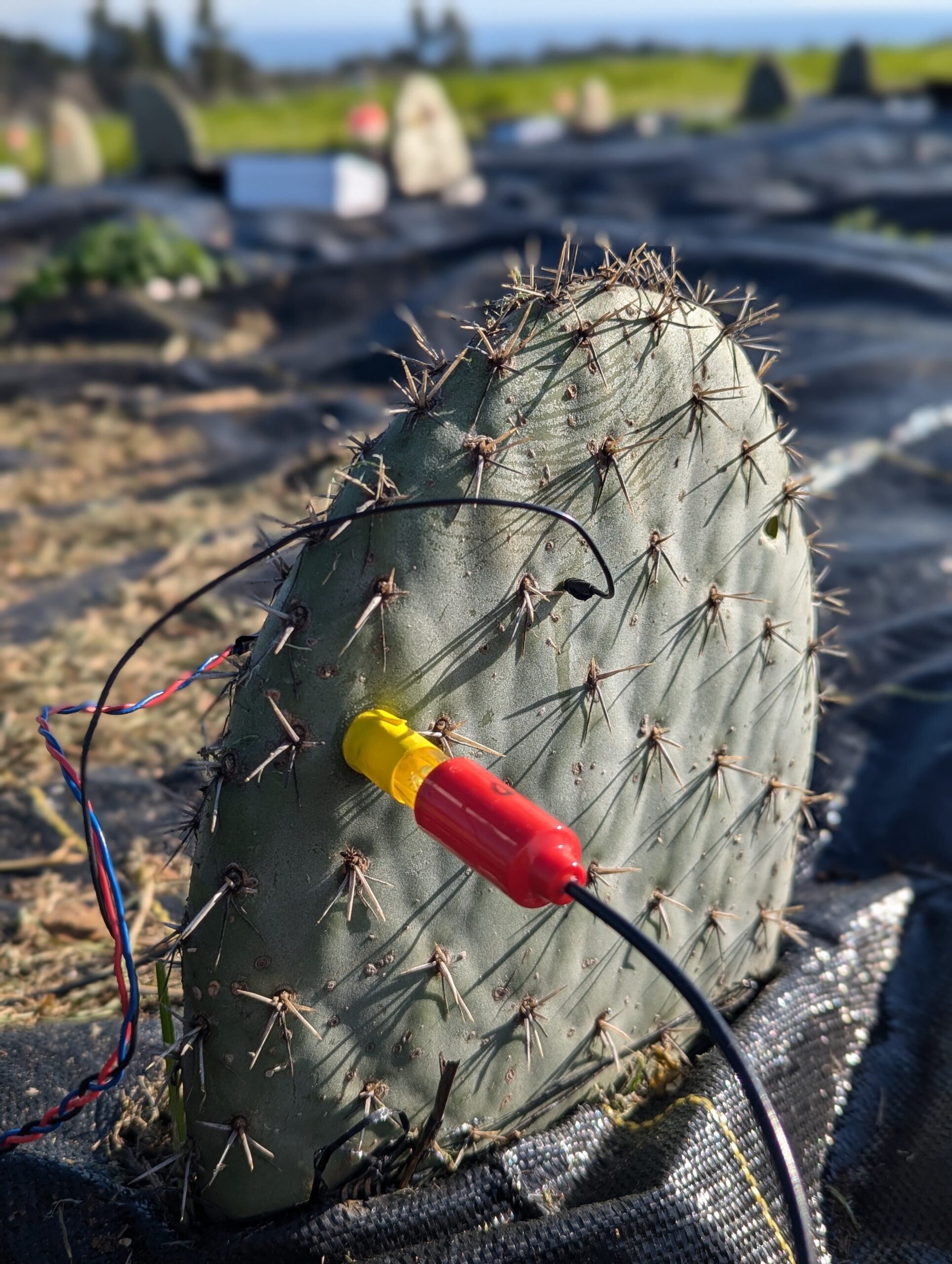 pH and voltage sensors in a prickly pear cactus stem at the UCSC Farm. Photo by C. Chesney.