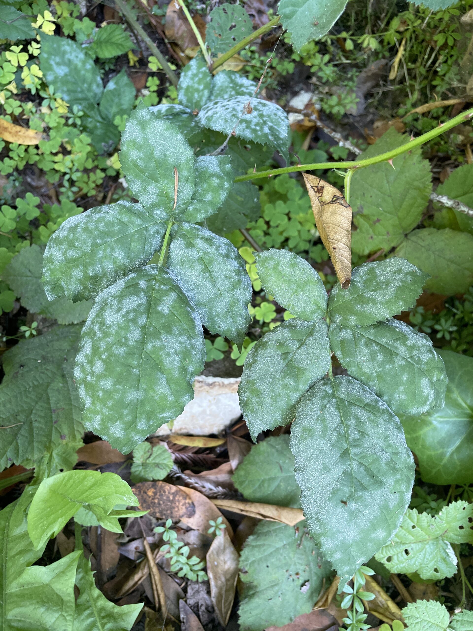 Blackberry leaves infected with powdery mildew in Henry Cowell State Park. Photo by E. Lai.