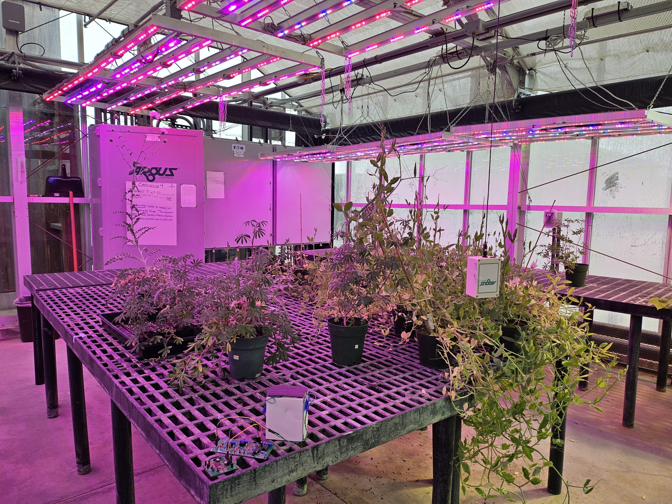 Greenhouse wireless sensor uses solar panels to capture light from the overhead agricultural LED grow lights for powering the device and as a visible light communication channel for adjusting sensor parameters. Photo by J. Lin.