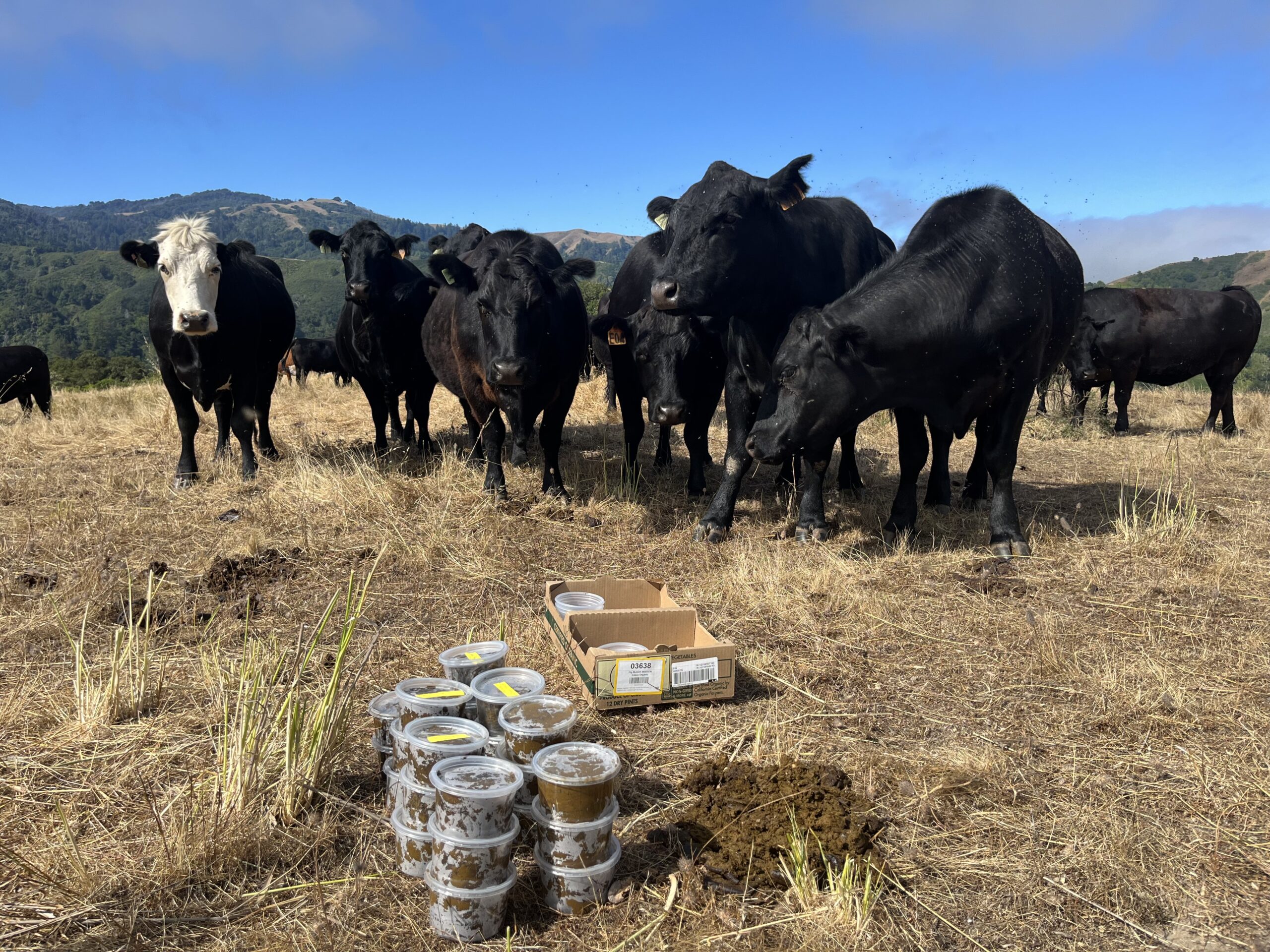 Cows and cow dung collected to trap dung beetles on grazed grasslands in the Central Coast of California. Photo by S. Lipton.