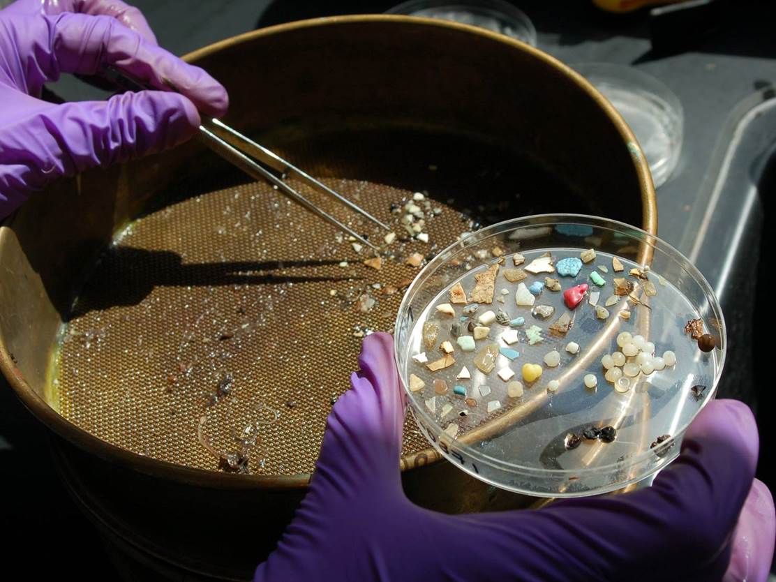 Plastic recovered from northern fulmars being sorted. (Credit: Oikonos Ecosystem Knowledge)