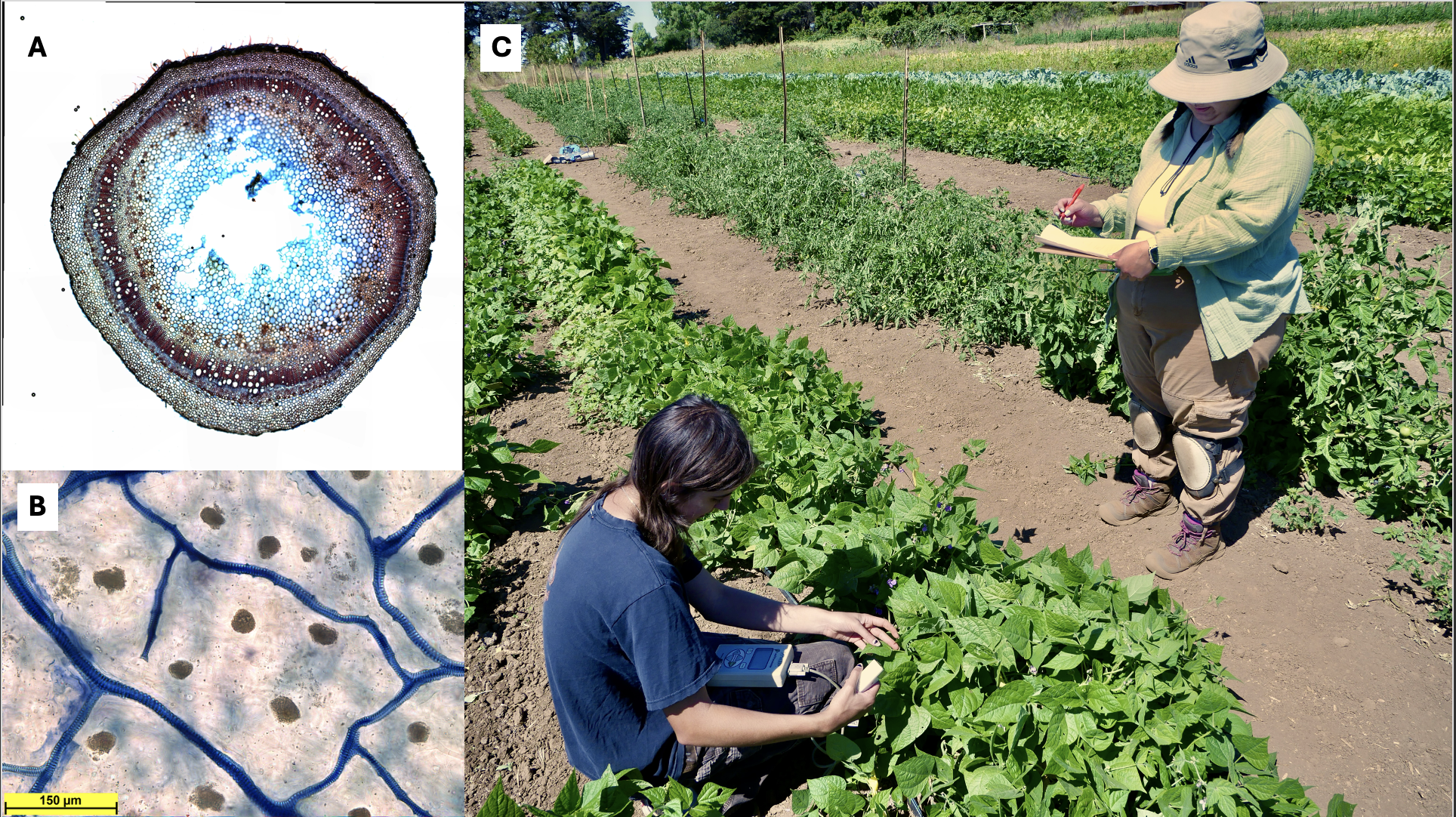 The physiology of dry-farmed crops