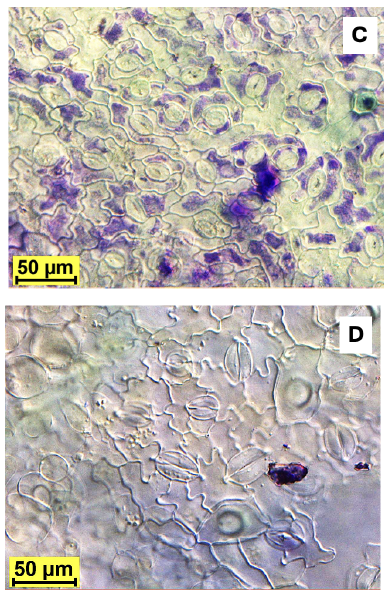 Dry-farmed Dirty Girl tomato (A) and standard 'Slicer' tomato (both are Solanum lycopersicum varieties), and Hopi bean (B) and French bean (both are Phaseolus vulgaris varieties) crops