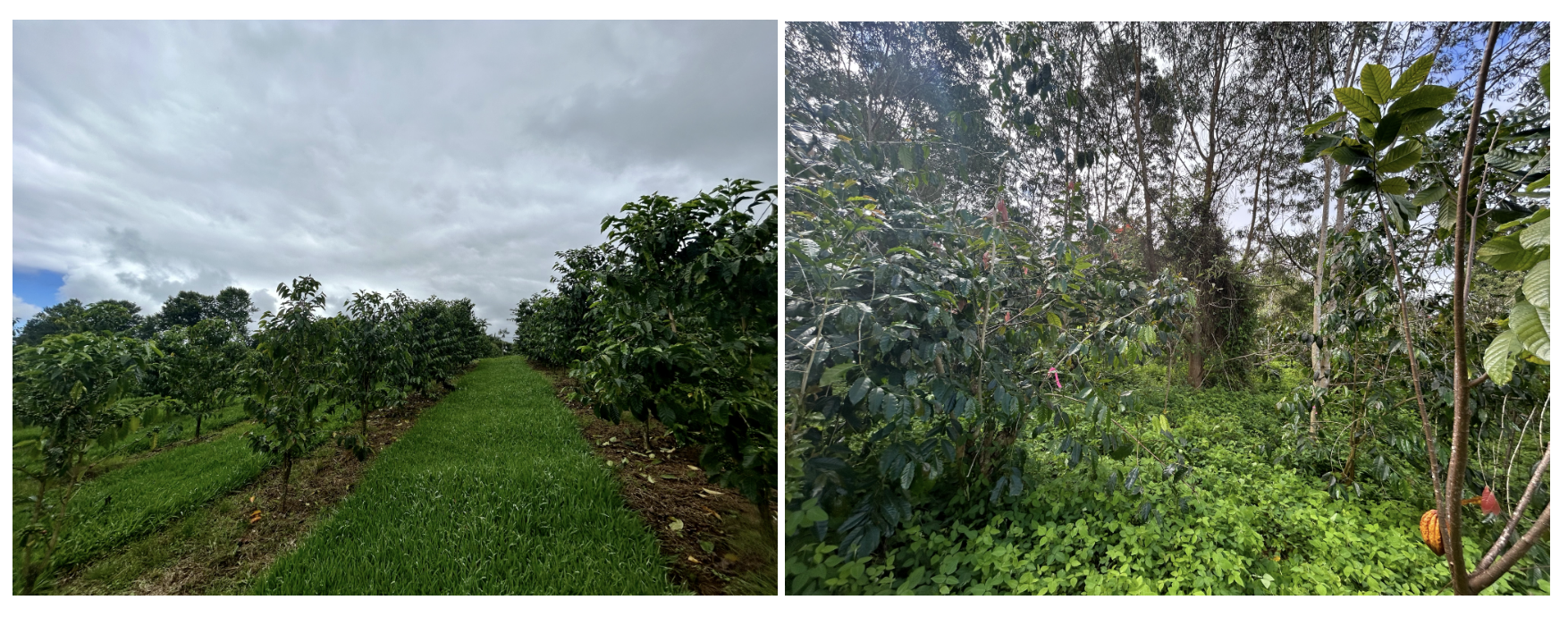 Monocrop (left) and mixed agroforestry (right) coffee farm research sites for ant-coffee berry borer predation experiment in Kona, Hawai’i. Photo by S. Cowal.
