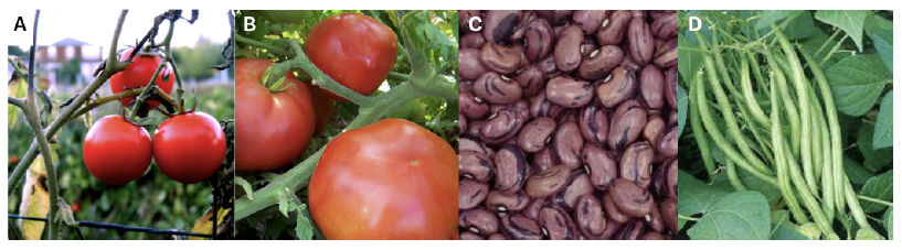Images of stomatal density for bean (c) and tomato (d) stomata.
